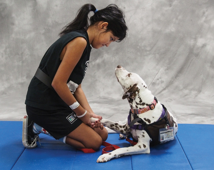 A child and a brown dalmatian staring at each other.