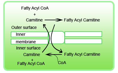acylcarnitine-profile_0.png
