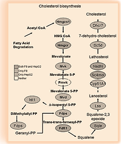 cholesterol-biosynthesis_0.png