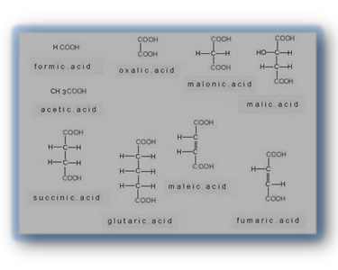 organic-acid-profile_0.png