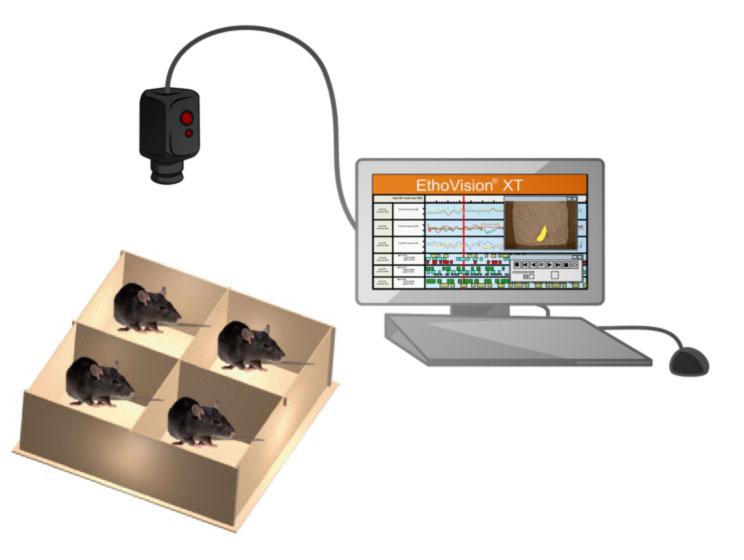 Open field  Novel object recognition