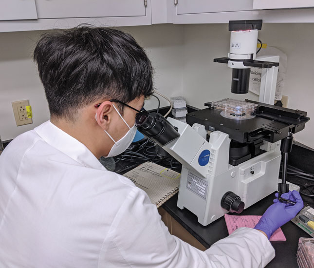 A researcher looks through a microscope while working in a lab.