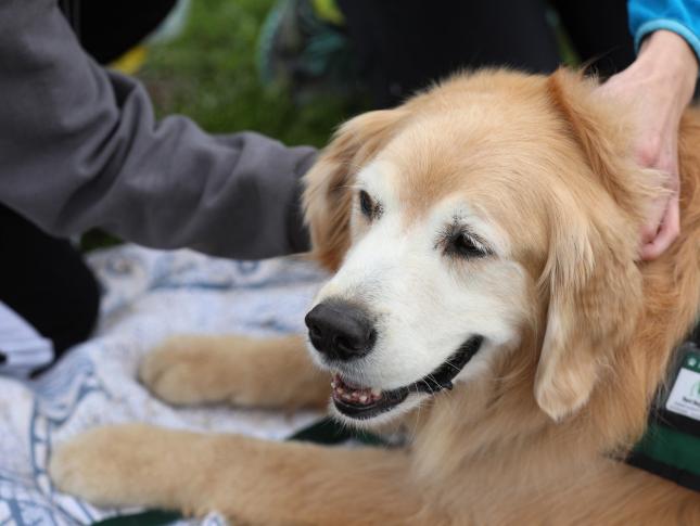 A photograph of a therapy dog being pet by patients