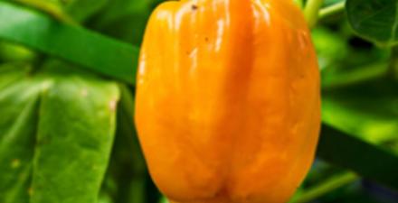 A closeup of a vegetable hanging from a vine in a garden.