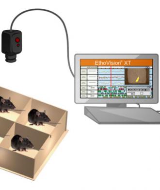 Open field Novel object recognition