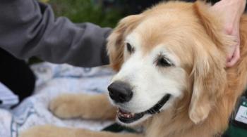 A photograph of a therapy dog being pet by patients