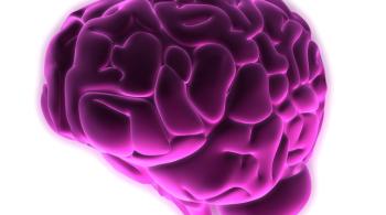 Illustration of a pink and purple brain against a white backdrop.