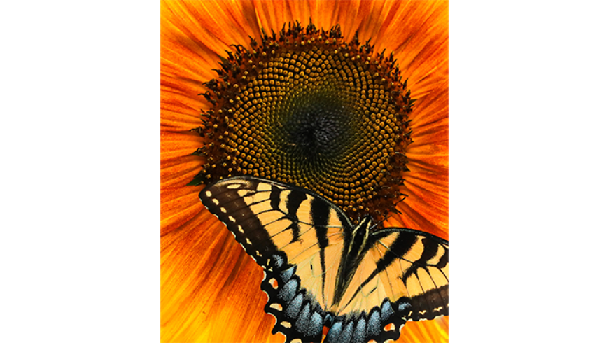 A yellow and black butterfly rests on the center of a vibrant orange sunflower.