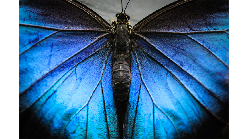 Close-up of a blue butterfly with its wings fully spread, showing vivid iridescent patterns.