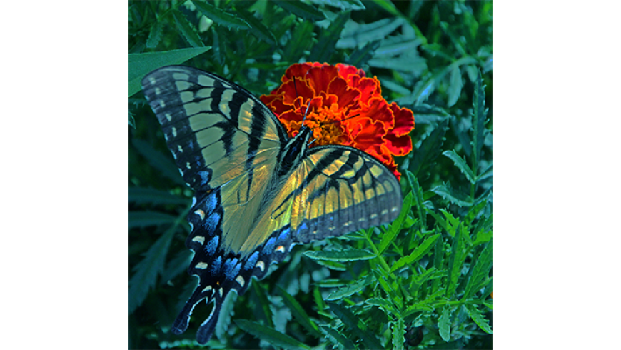 A yellow and black swallowtail butterfly rests on a vibrant red flower surrounded by green foliage.
